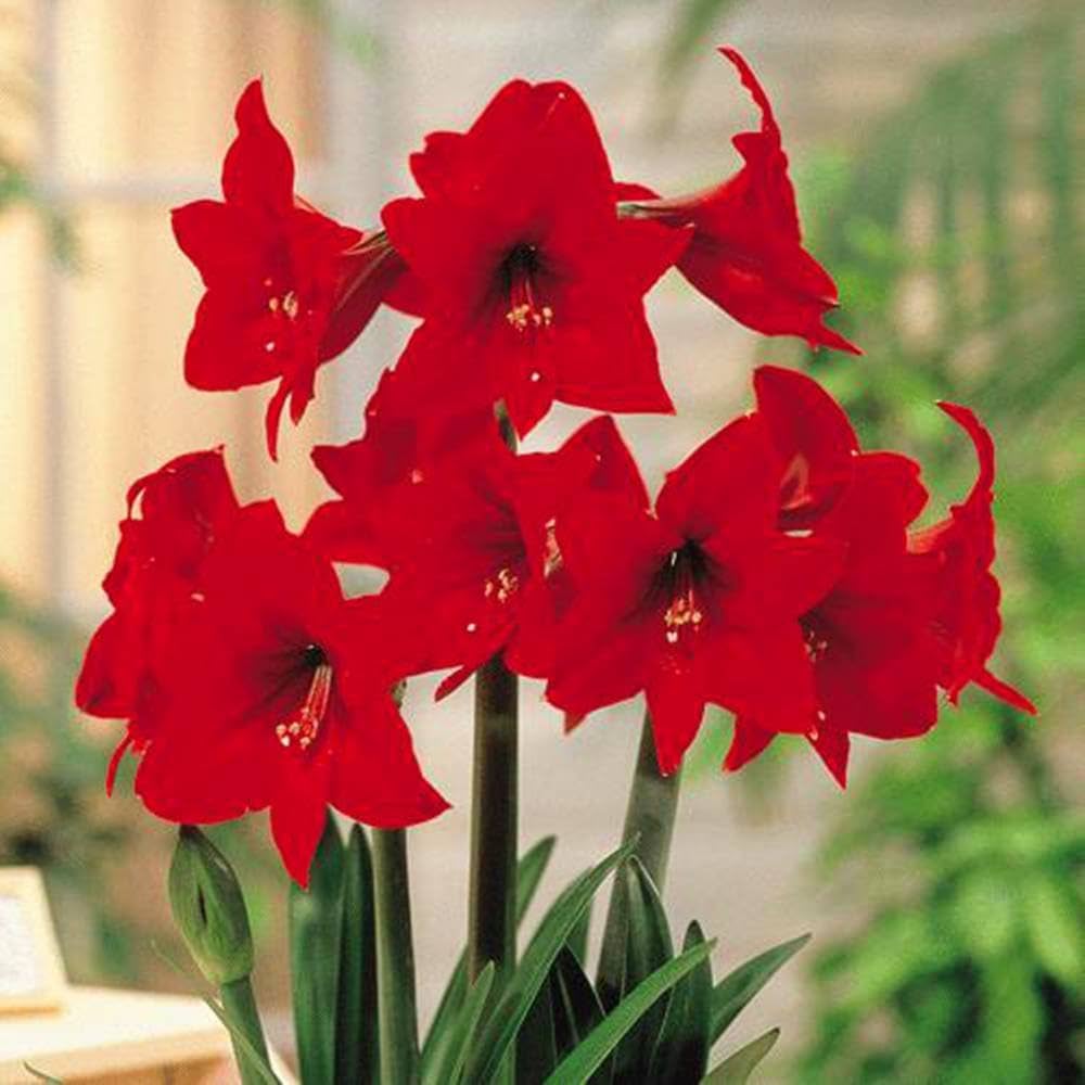 Yellow (sunrise amaryllis Hippeastrum hybridum flower) for planting in garden